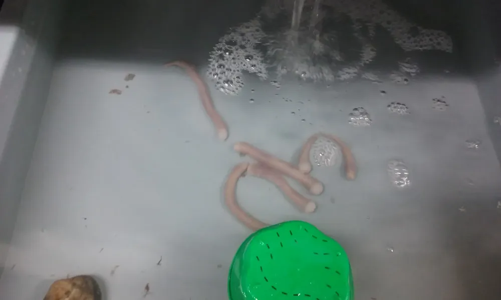 Médoc Passions pêche (13webp