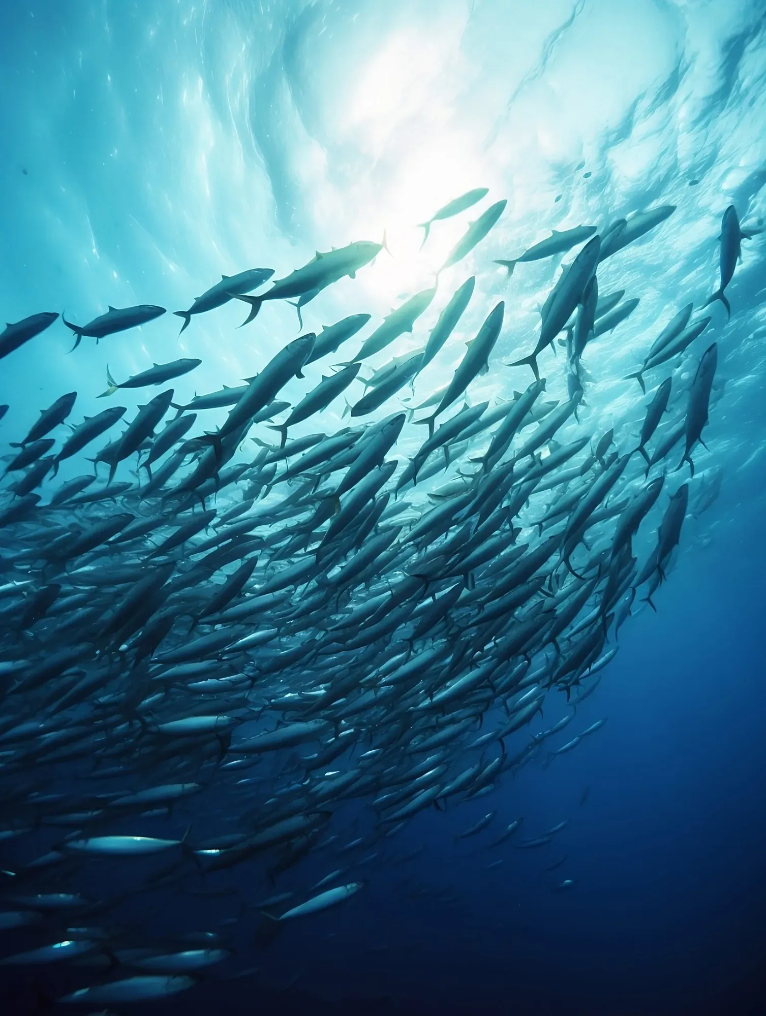 Pêche ous marinewebp